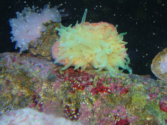  Rhizotrochus typus (Rhizo Coral)